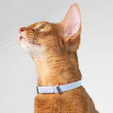 Horizon Tag + Safety Cat Collar Pro