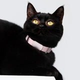 Horizon Tag + Safety Cat Collar Pro