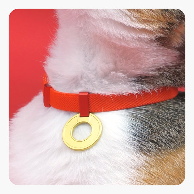 Halo Tag + Safety Cat Collar