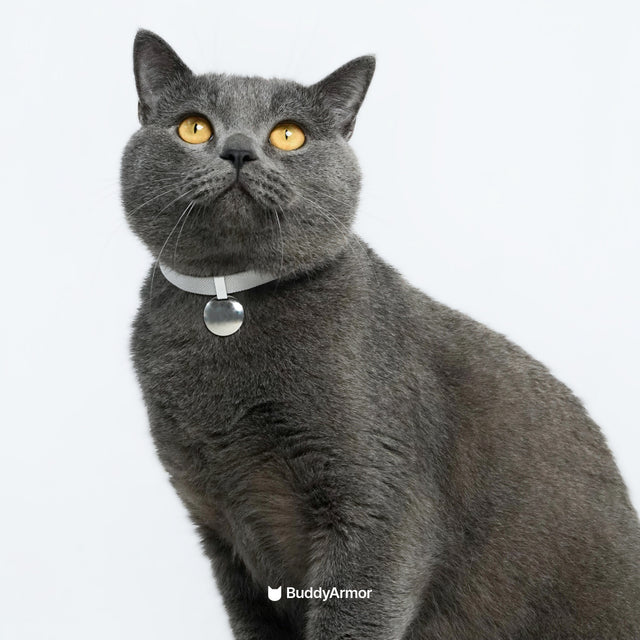 Safety Cat  Collar