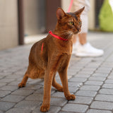 Escape-Proof Training Leash - Nylon