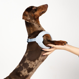 Ultra Comfortable Harness