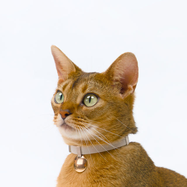 Gem Tag +Safety Cat Collar