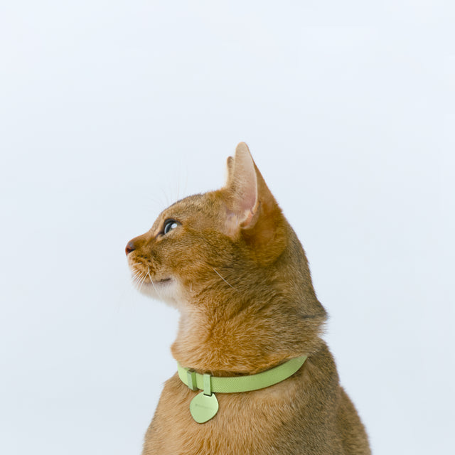 Star Tag + Safety Cat Collar