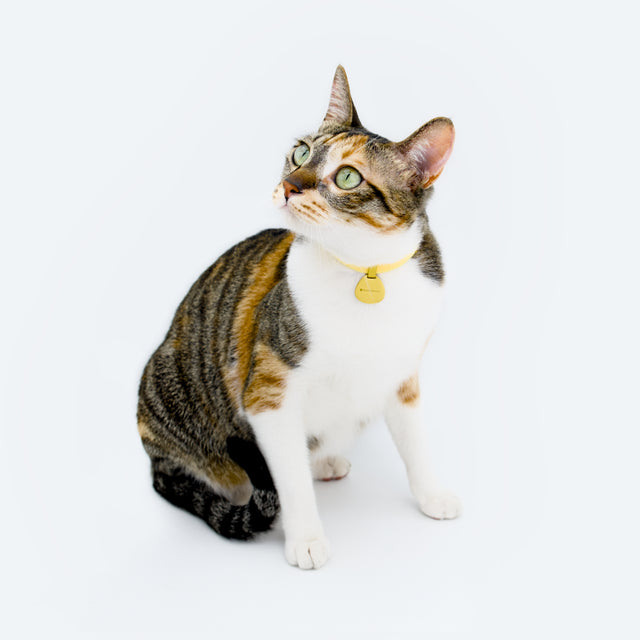 Pocket Tag + Safety Cat Collar