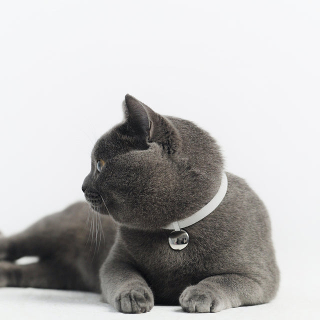 Gem Tag +Safety Cat Collar