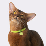 Star Cat Tag