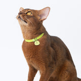 Star Cat Tag