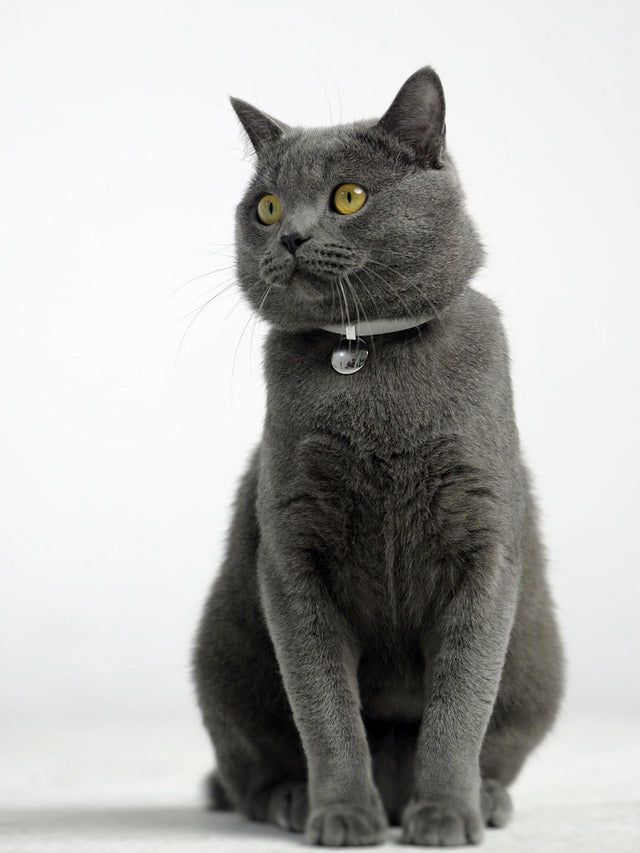 Collars