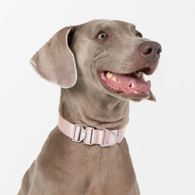 Dog Collars