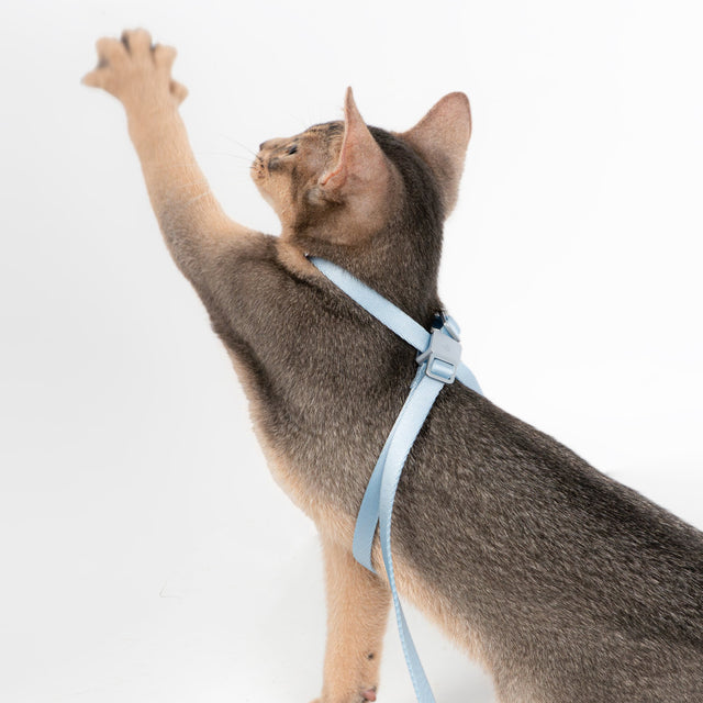 Cat Harness