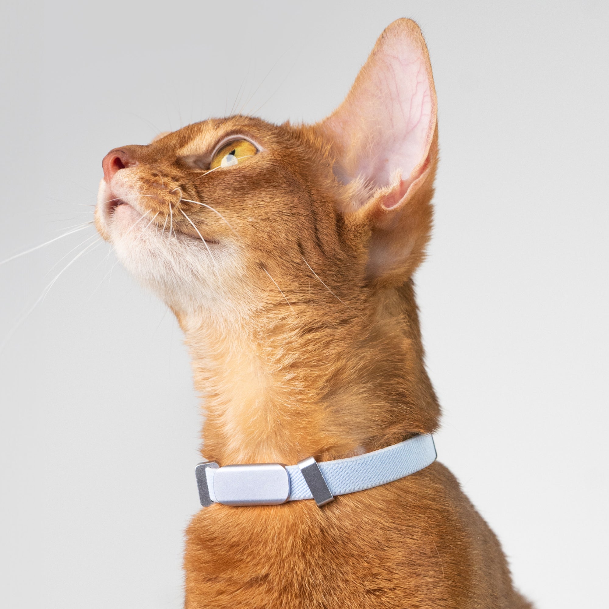 Horizon Tag + Safety Cat Collar Pro