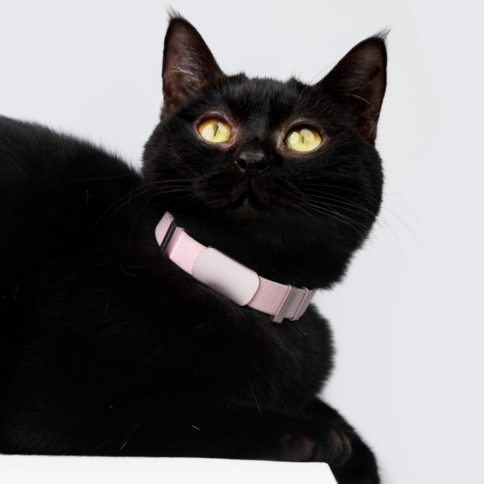 Horizon Tag + Safety Cat Collar Pro