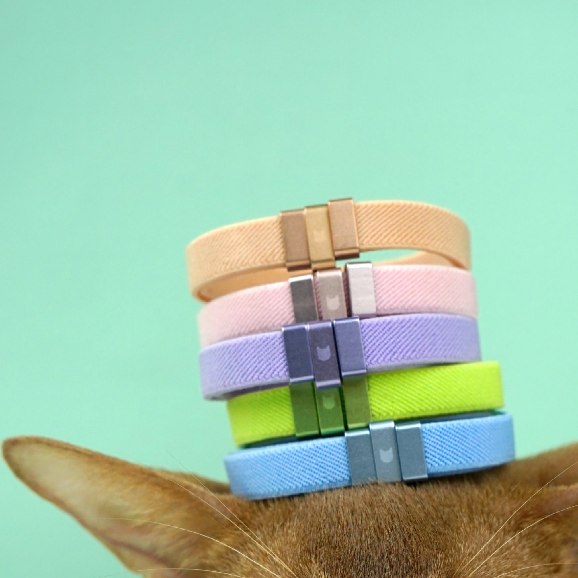 Safe cat collars hotsell