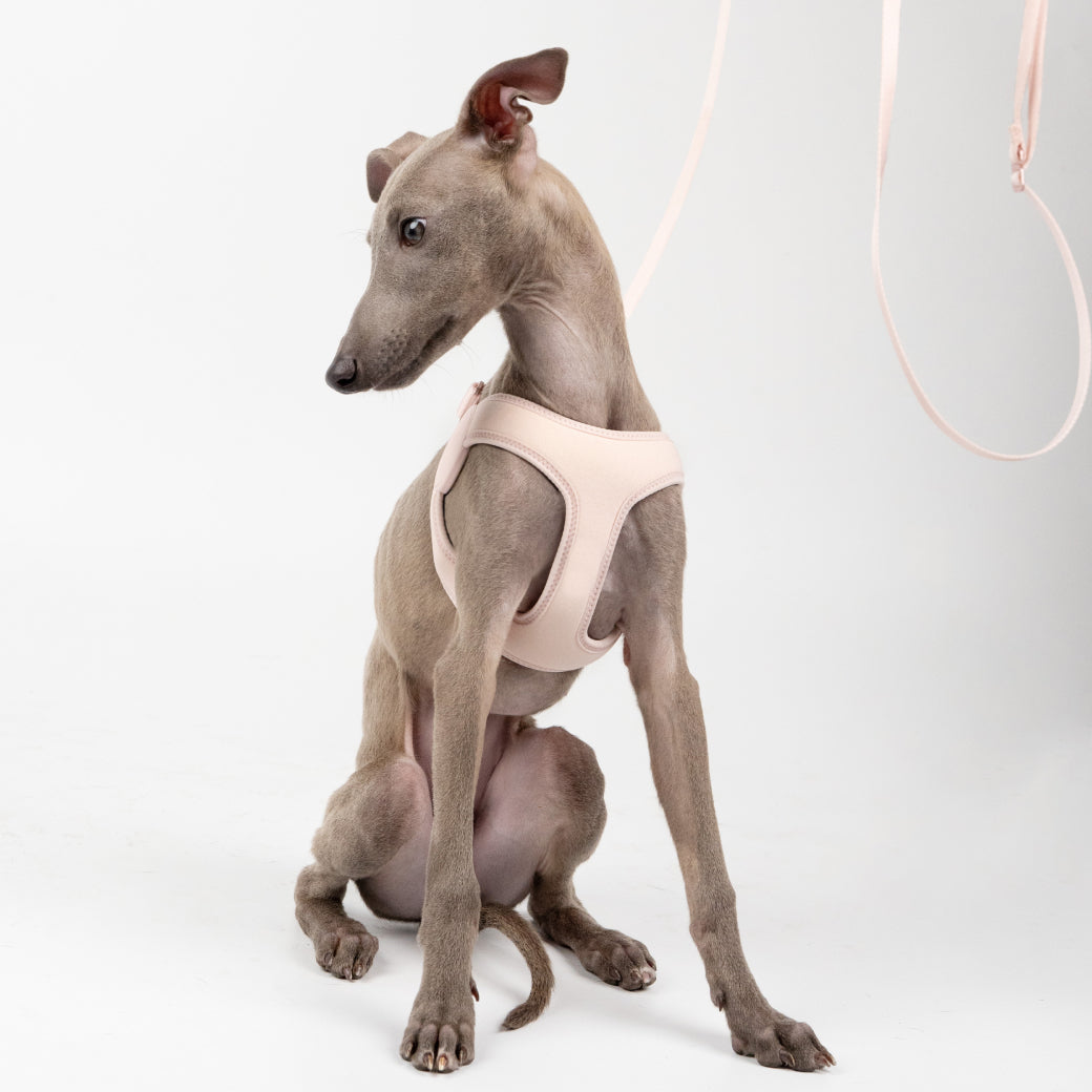 Ultra-Comfort Harness (Elastic)