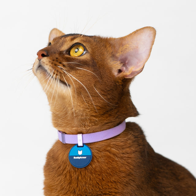 Olympic Cat Collar Pro Set