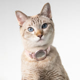 Safety Cat Collar Pro + AirTag Holder