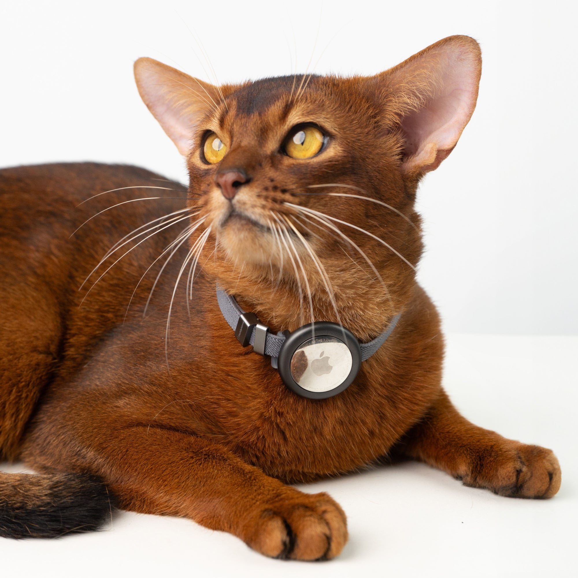 Safety Cat Collar Pro + AirTag Holder