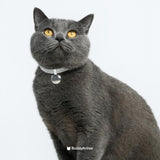 Anti-Choking Cat Collar (Elastic Webbing)