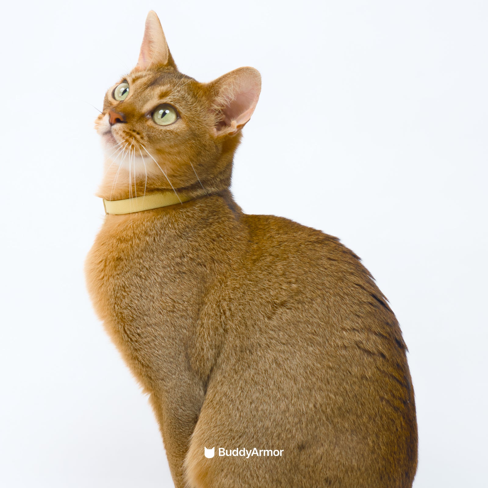 Anti-Choking Cat Collar (Elastic Webbing)