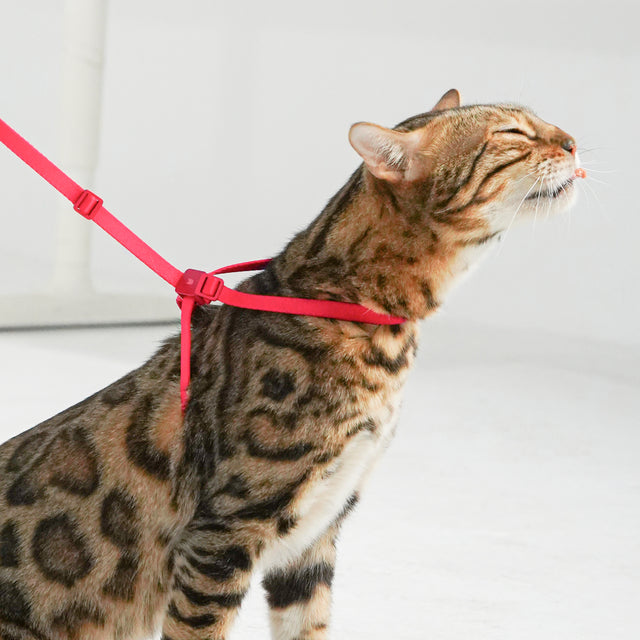 Escape-Proof Training Leash - Nylon