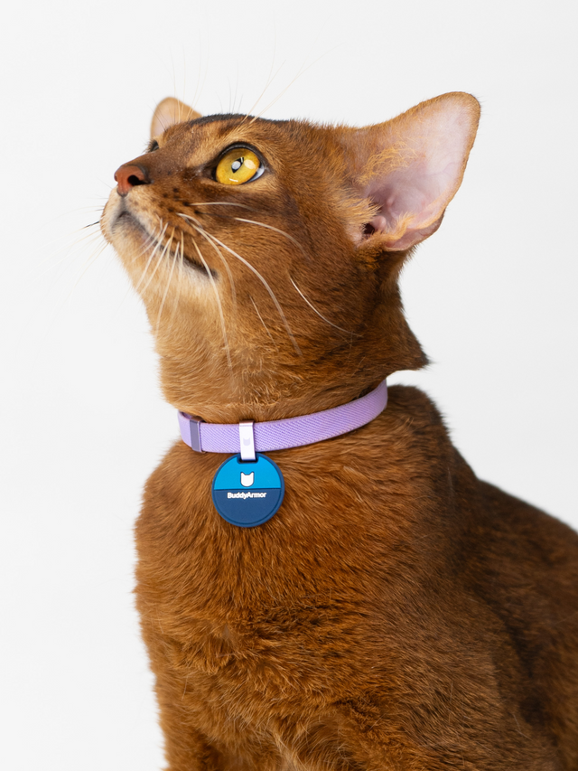 Olympic Cat Collar Pro Set