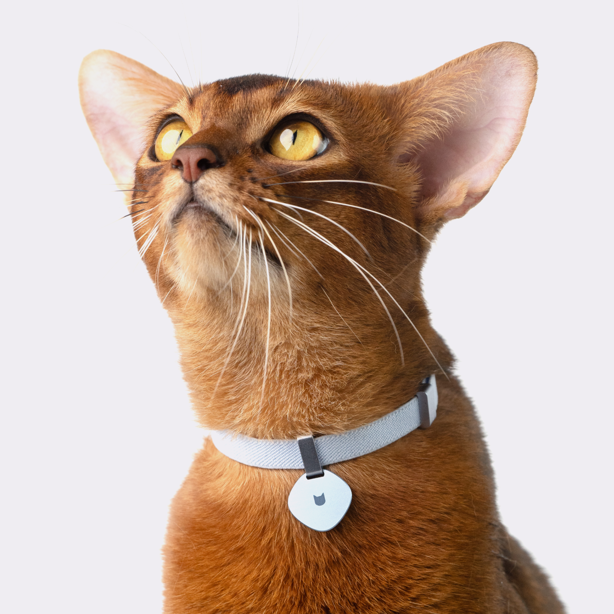 Safety Cat  Collar