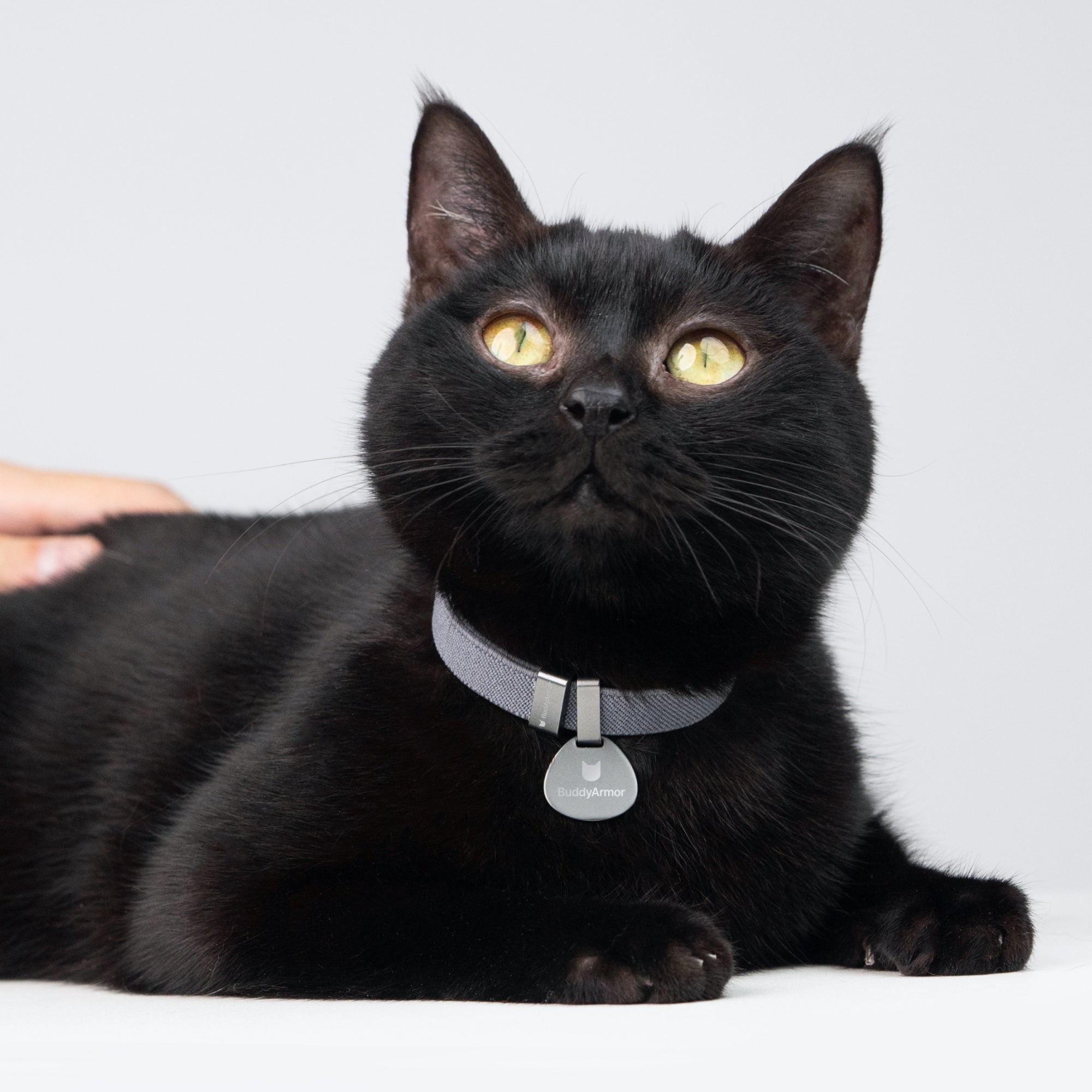 Star Cat Tag