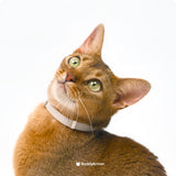 Anti-Choking Cat Collar (Elastic Webbing)