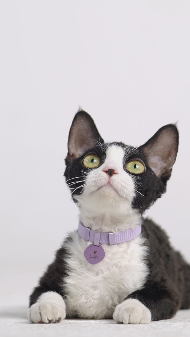 Pocket Tag + Safety Cat Collar